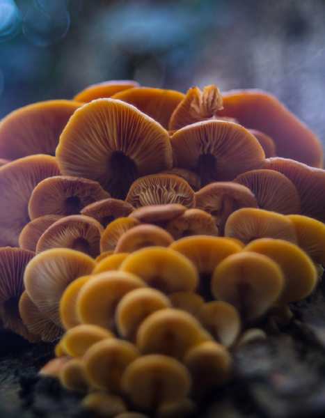 Image of therapeutic mushrooms